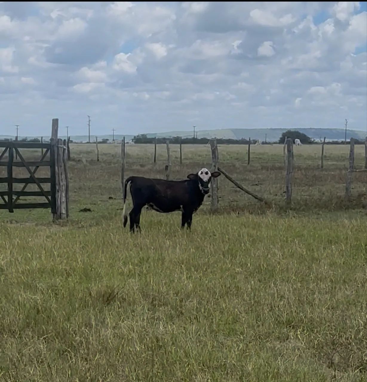 Mini vaca mini boi 
