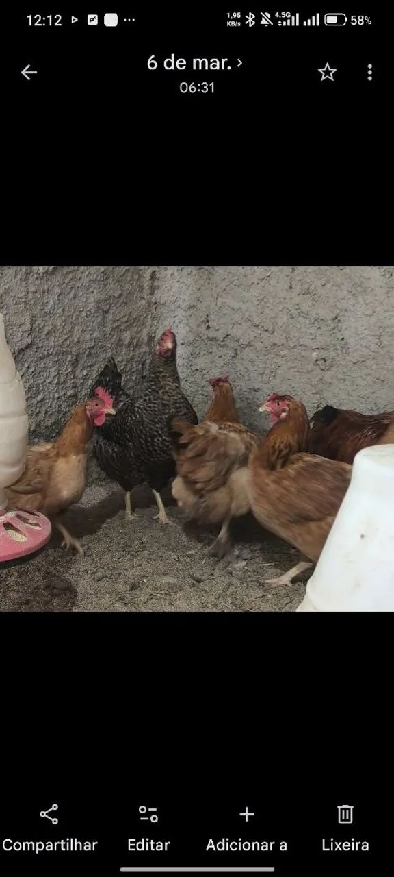 Vendo galinhas vivas - Foto 3