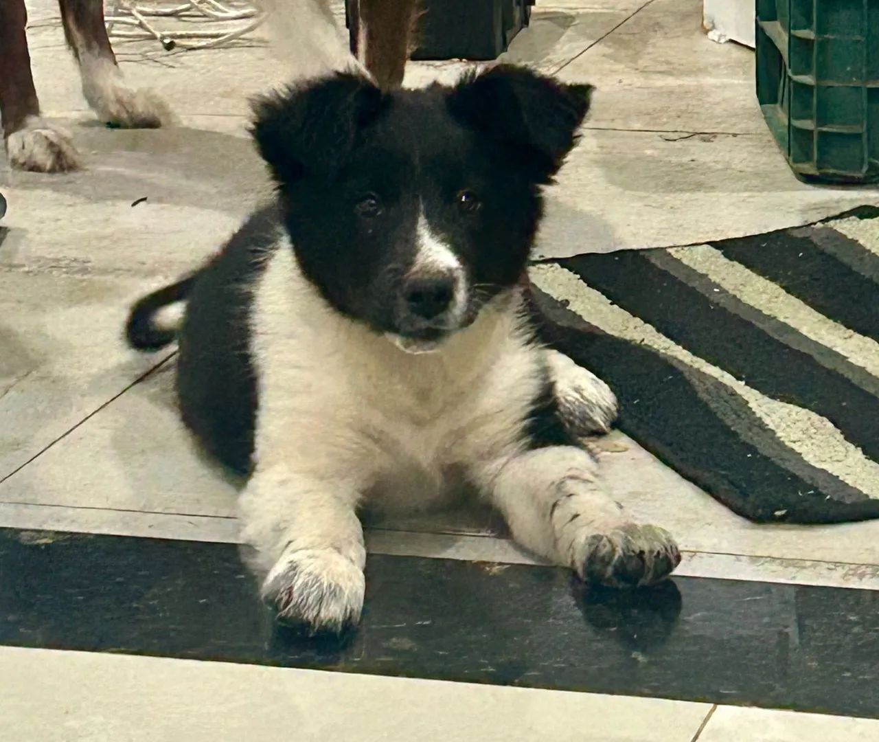 Filhote de boder collie