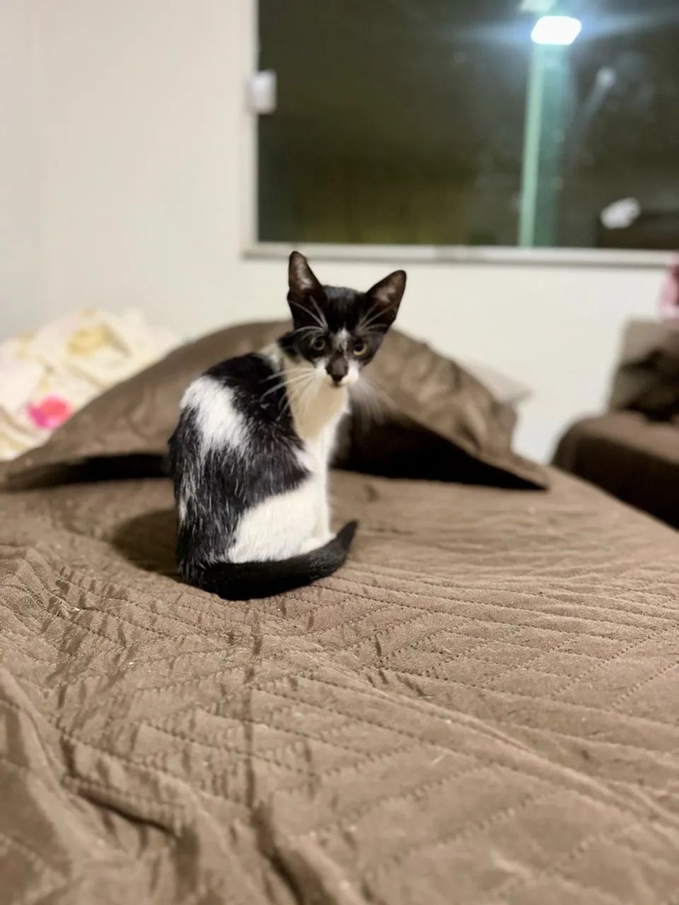Gato disponível  - Adoção Responsável  - Foto 3