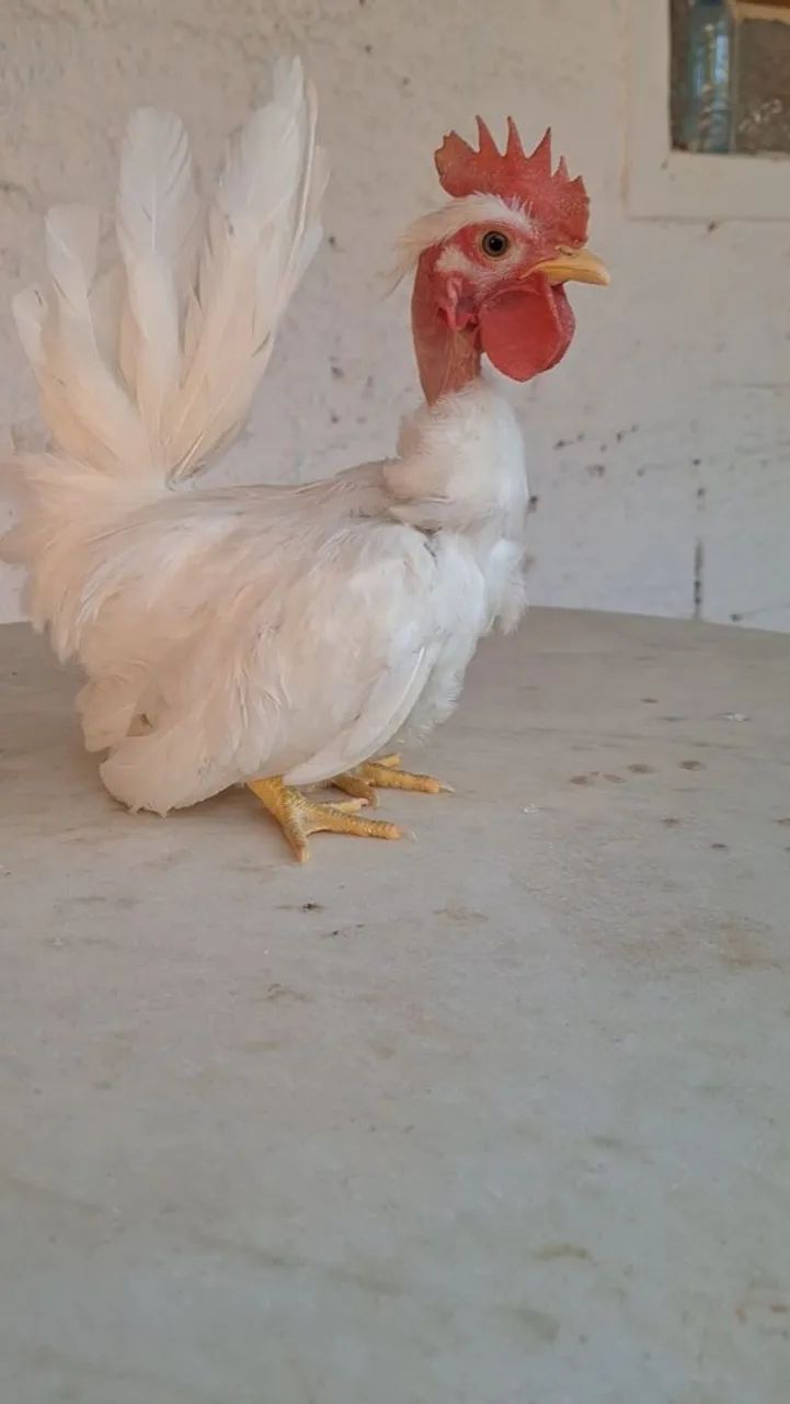 Mini Polaco frango nagasaki  - Foto 3
