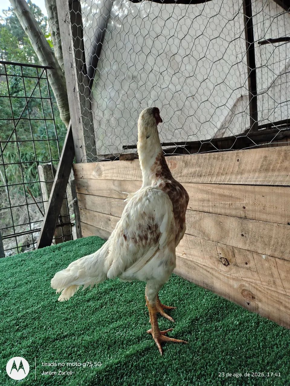 Galinha Mura 