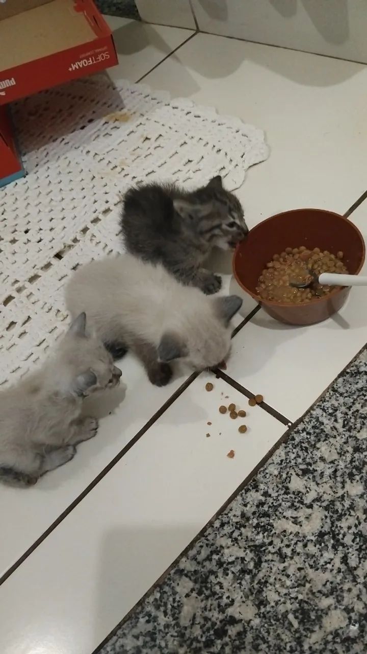 Gatinhos 