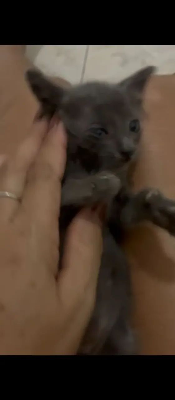 gatinho filhote  - Foto 3