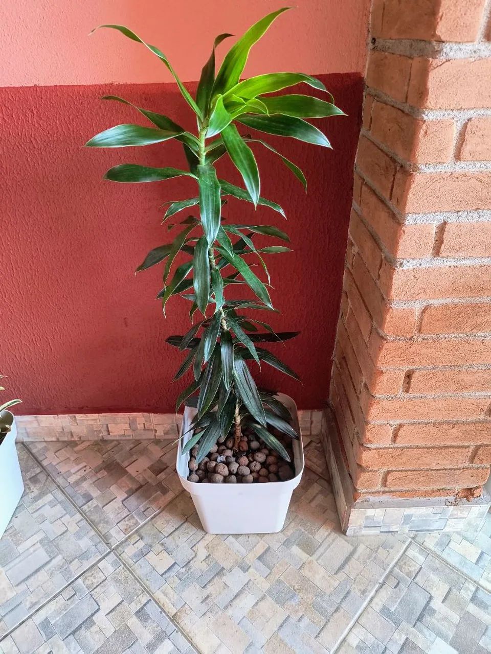Vaso Dracena 