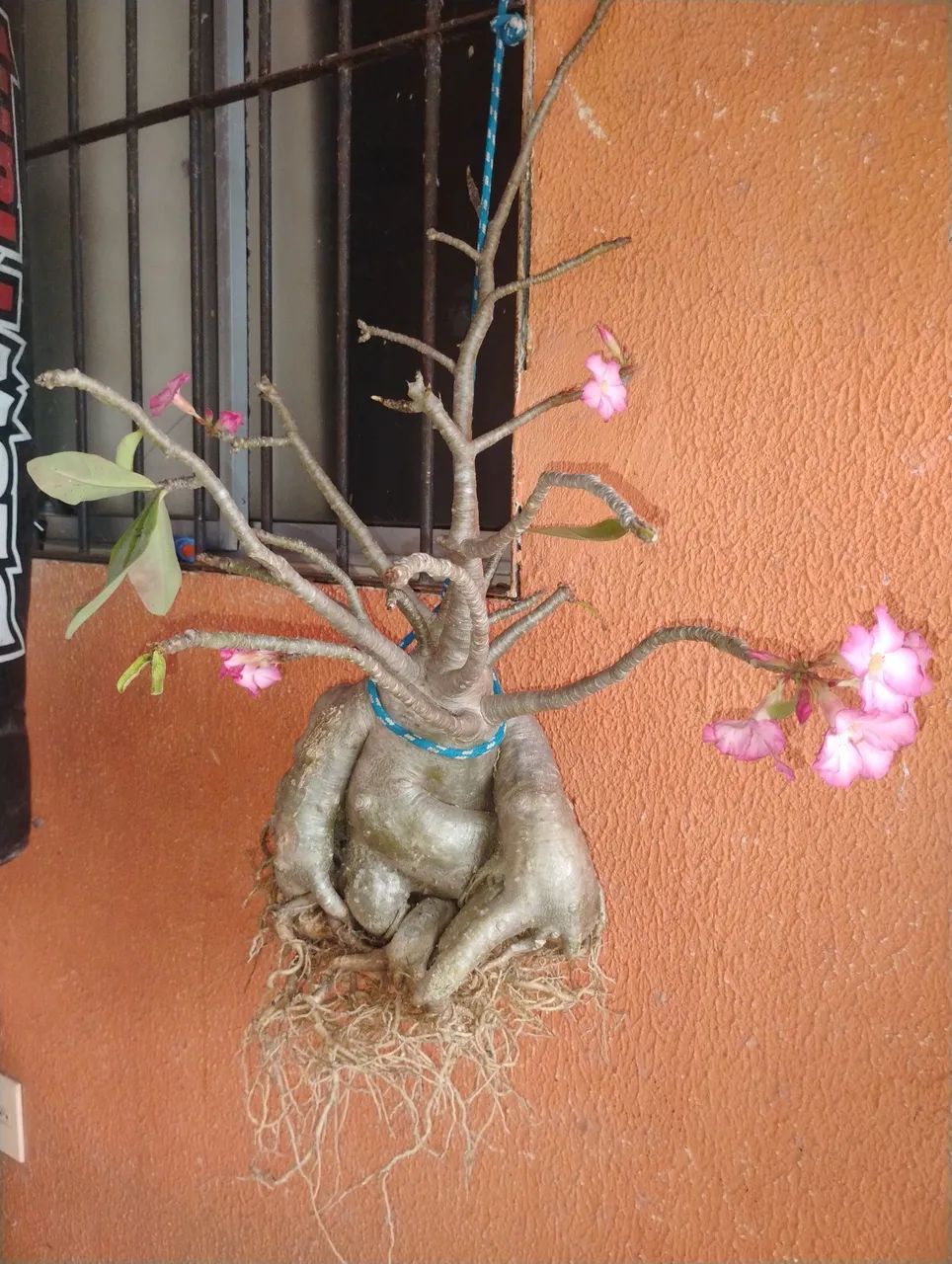 Rosa do deserto Araticum  - Foto 2