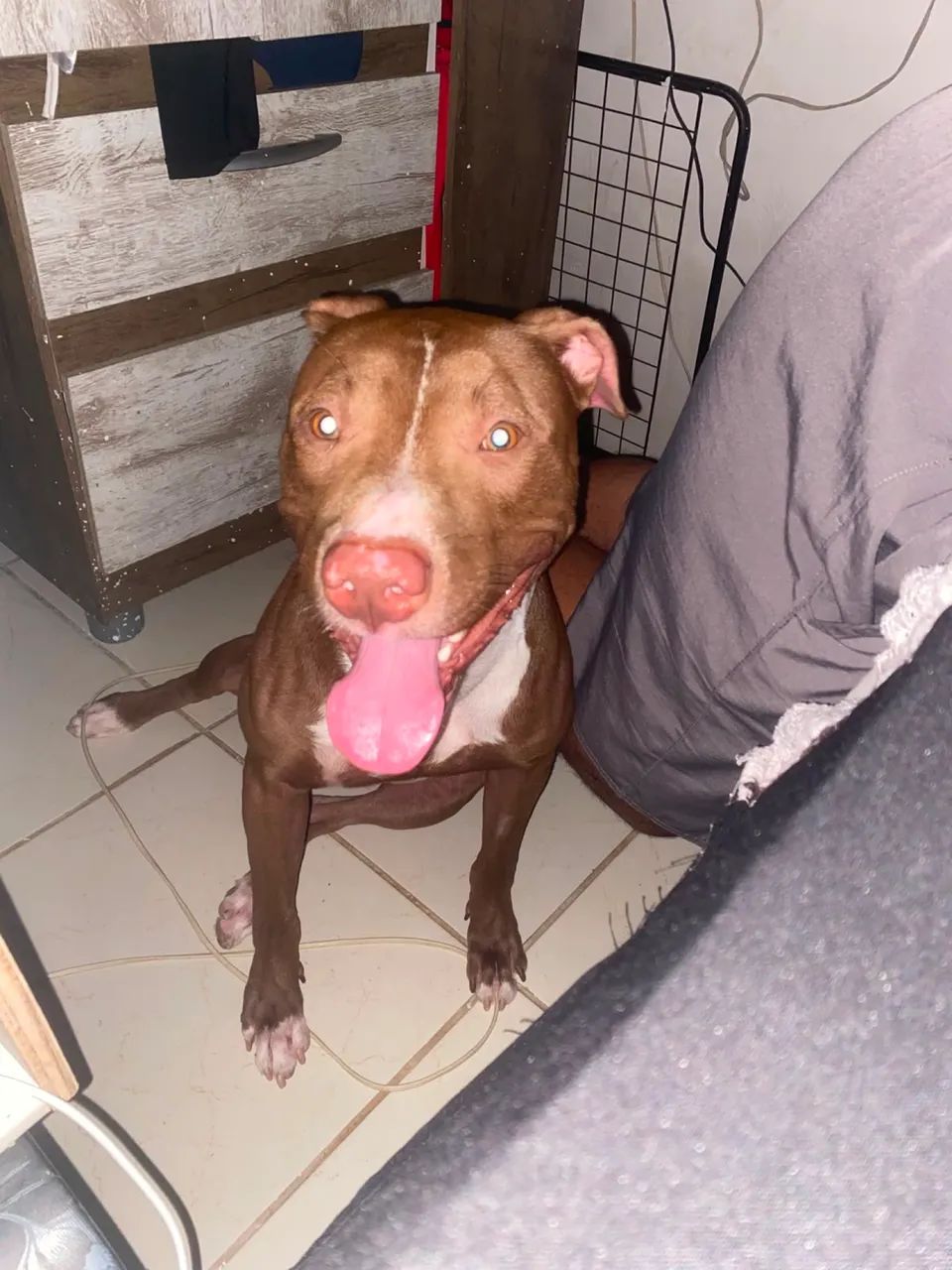 Animal de estimação 