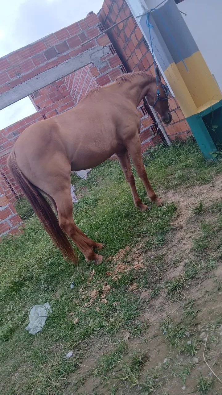 Potra para vender! - Foto 4