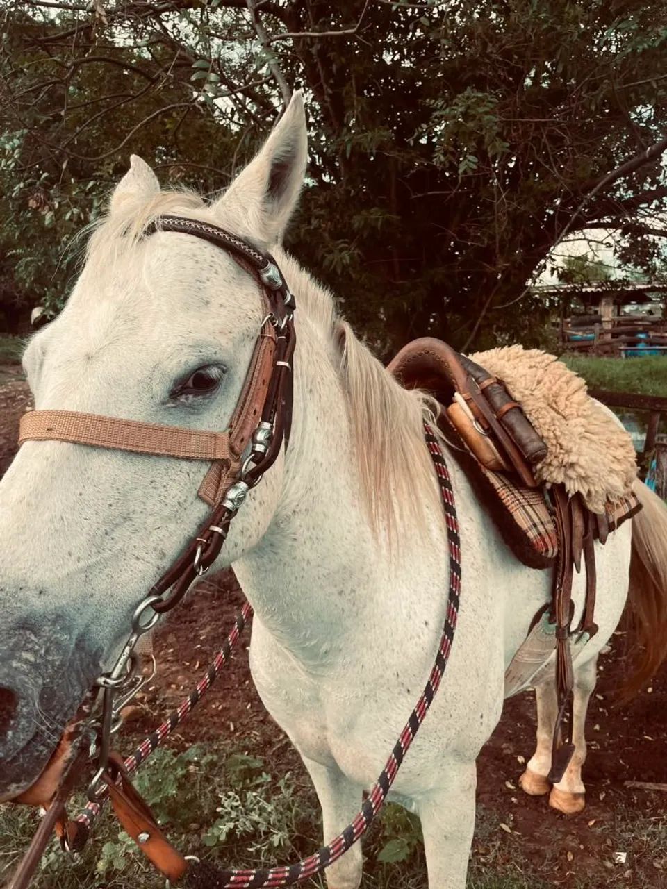 Vendo cavalo quarto de milha - Foto 2