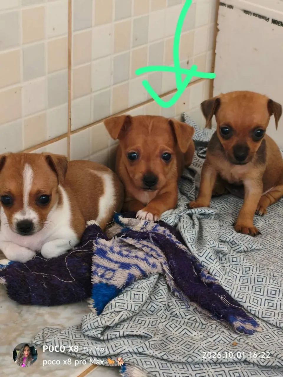 Pinscher 1  - Foto 2