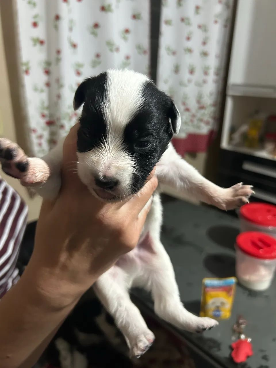 Border Collie - Foto 4
