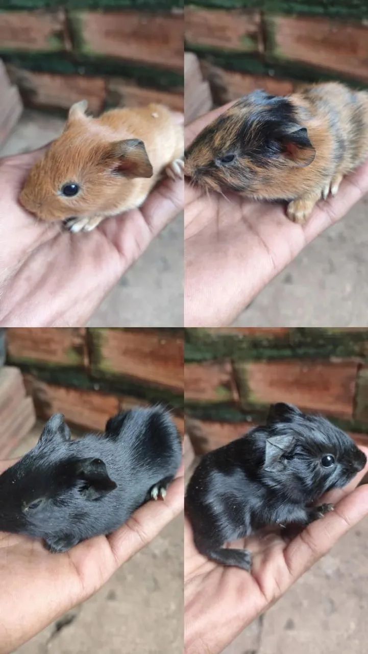 Porquinhos da índia  - Foto 2