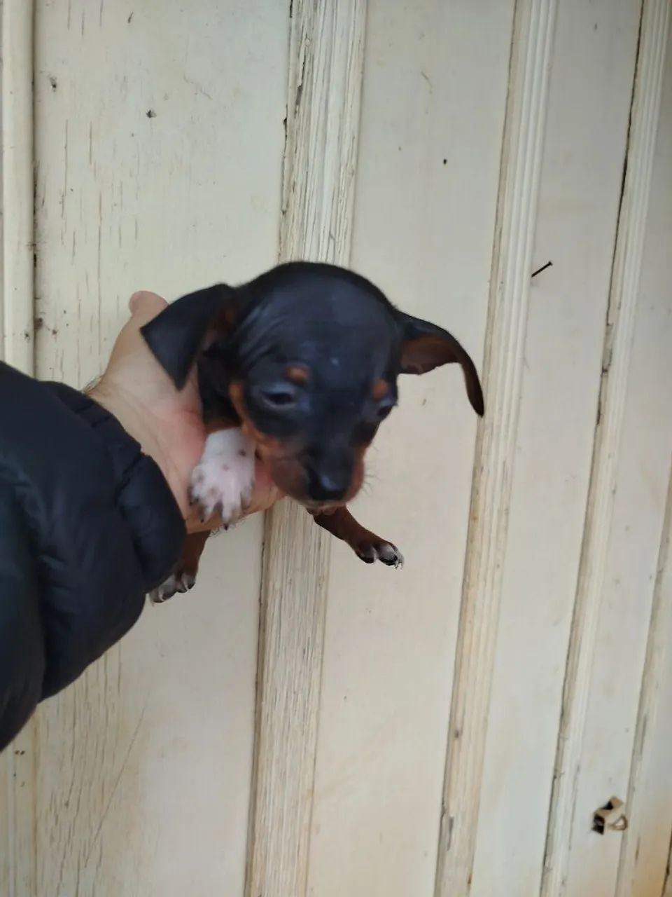 Cachorro  - Foto 3