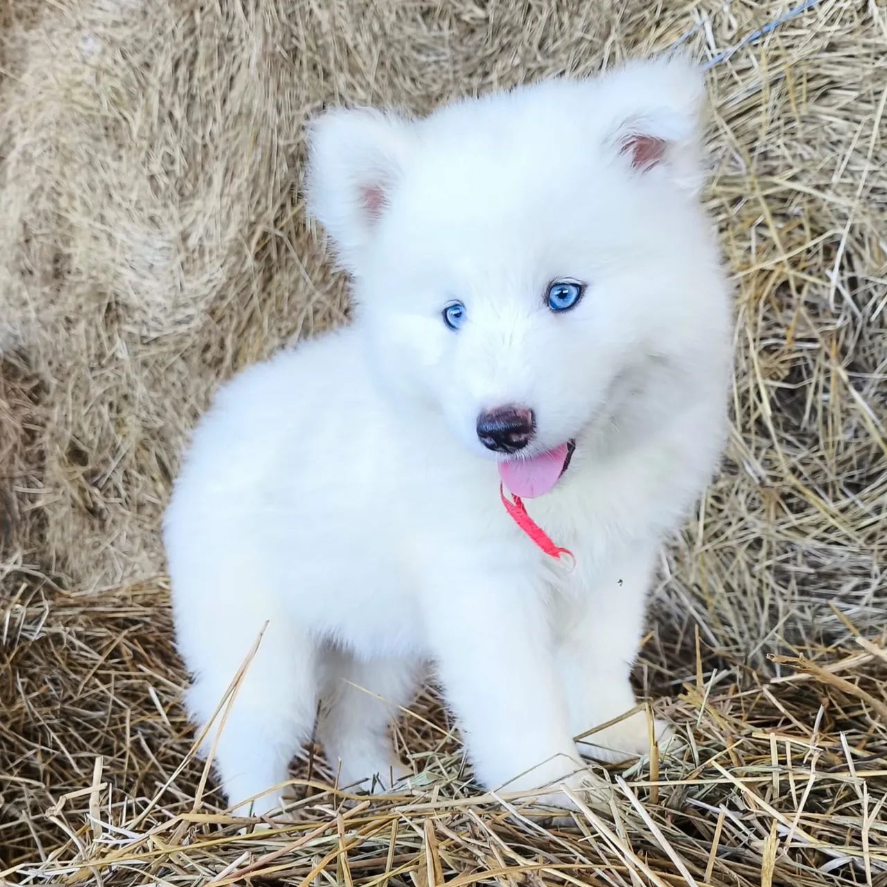 Husky siberiano  - Foto 2