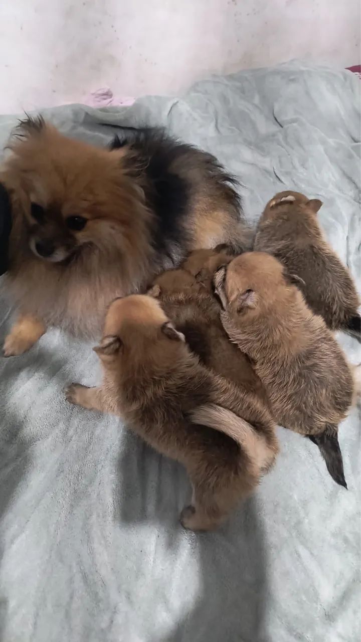 Spitz alemão  - Foto 4