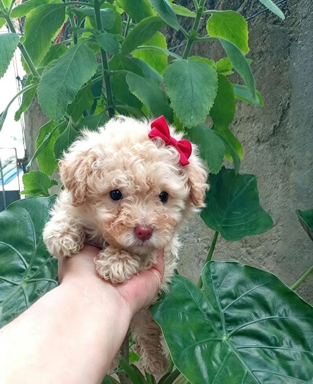 Poodle micro toy 