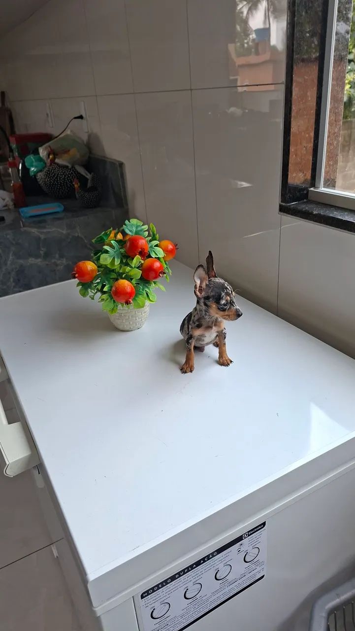 Pincher - Foto 4