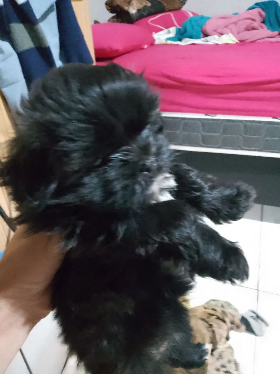 Vendo Shitzu  - Foto 2