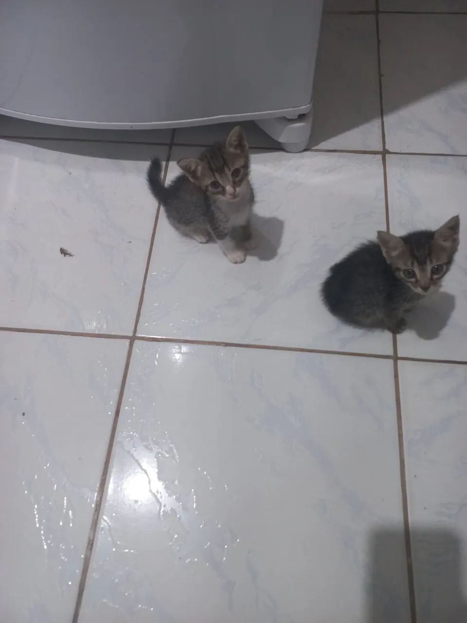 Gato - Foto 3