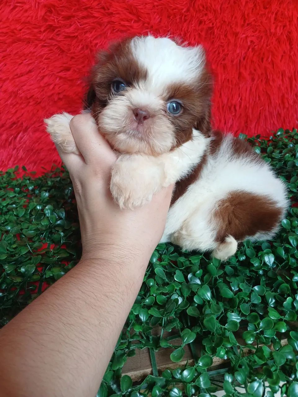 Shih tzus - Foto 3