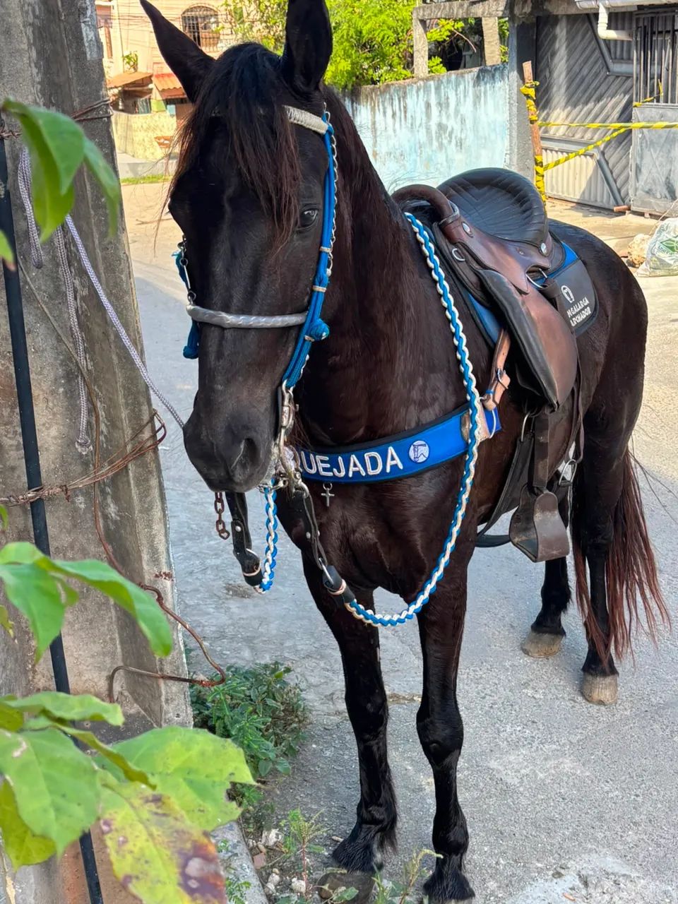 Cavalo mangalarga marchador sem documento a venda  - Foto 4