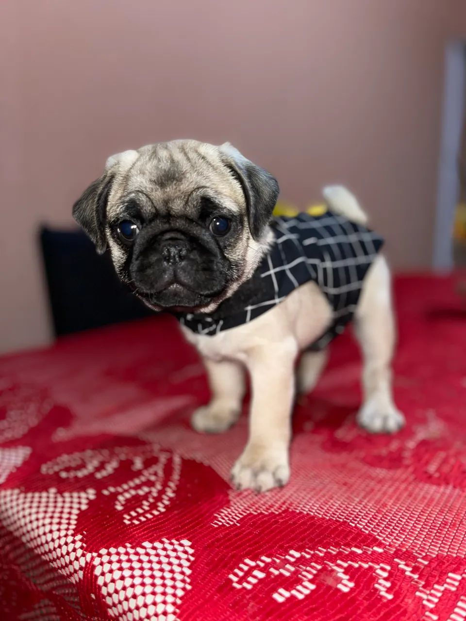 Vendo Pug Macho - Foto 2