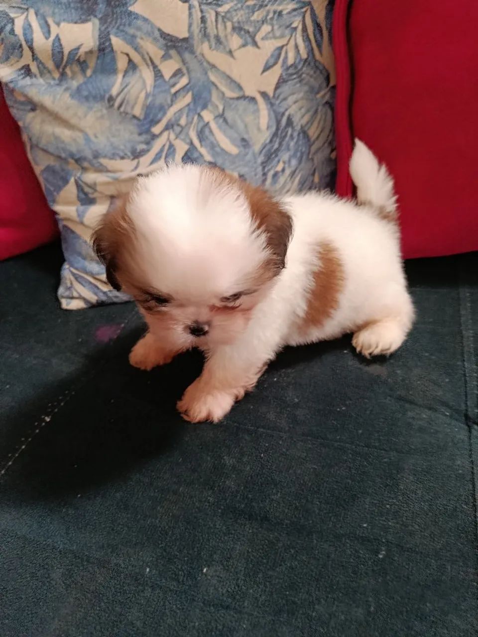 Cachorra Shitzu  - Foto 3