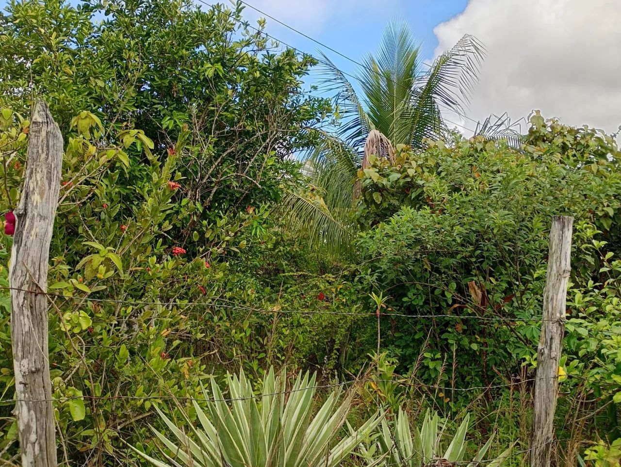 Terreno a venda (oportunidade) - Foto 4