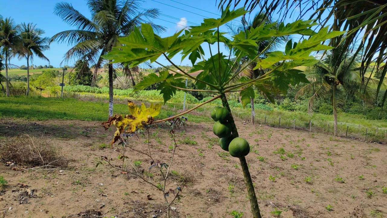 Excelente sítio no Condé  - Foto 4