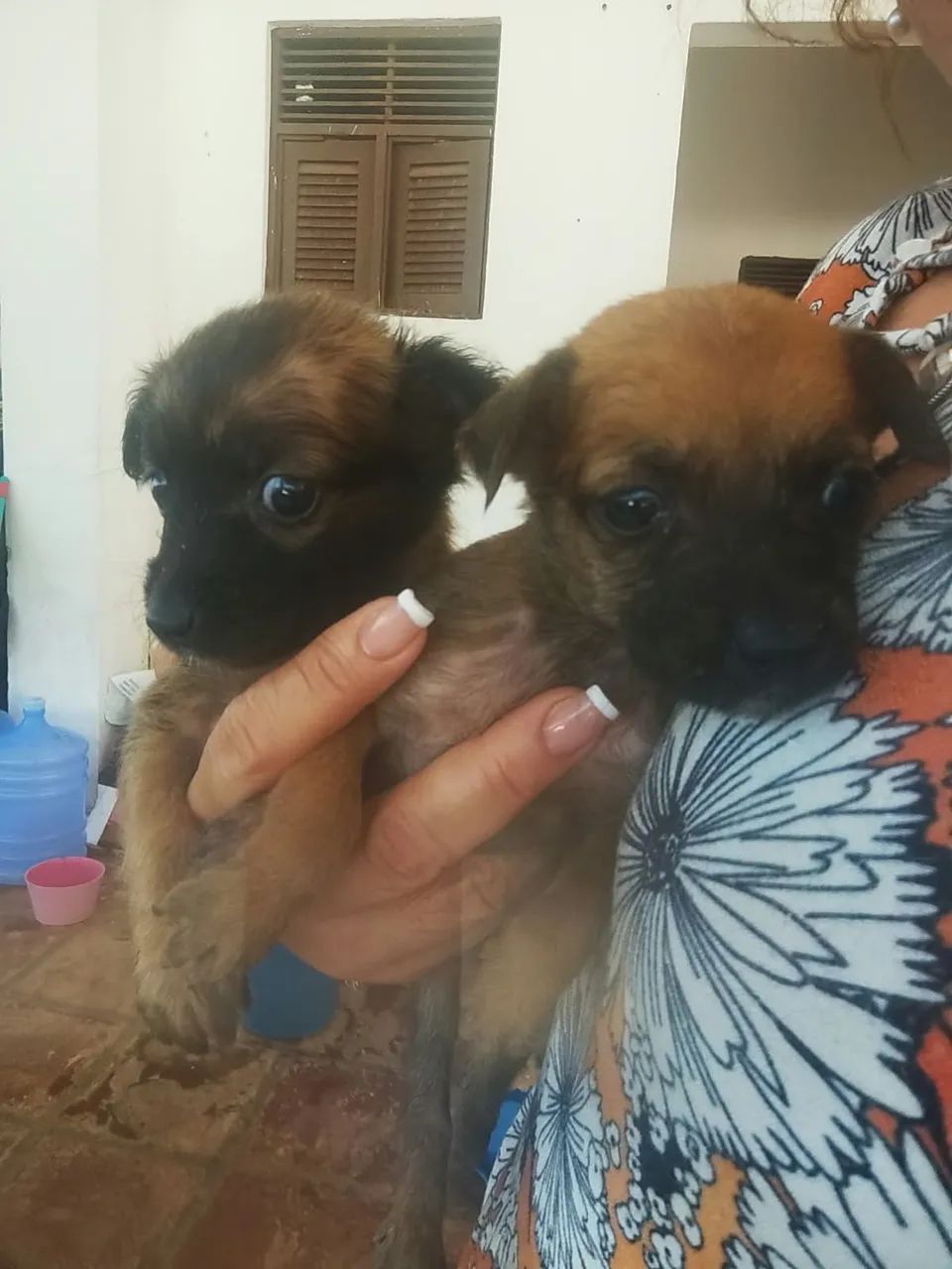 Adoção de cachorrinhos 