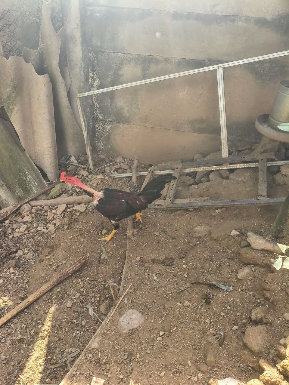 Frango caipira novo polacos - Foto 4