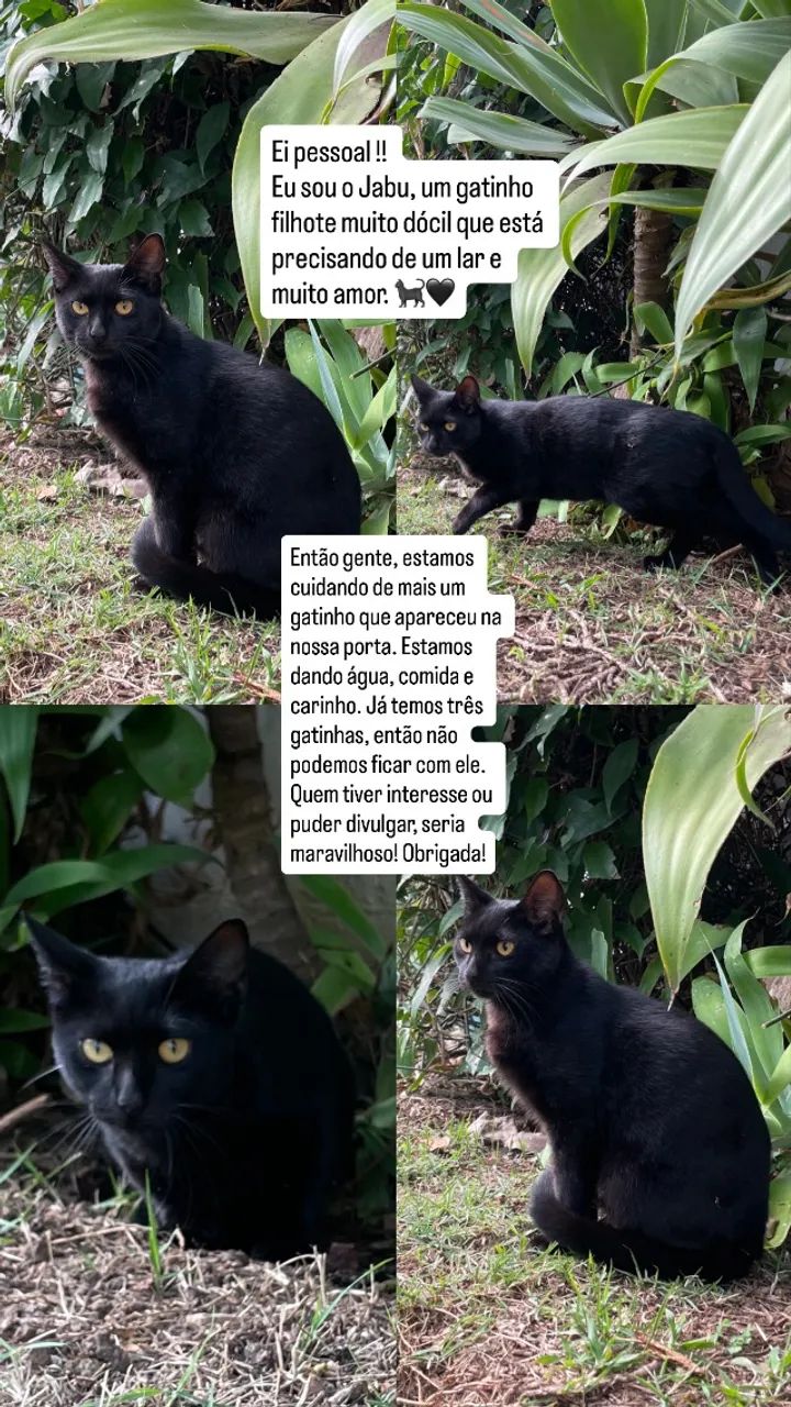 Gatinho preto 