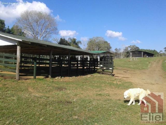 Fazenda Linda, Ideal Até para se Montar um Hotel Fazenda - Foto 11
