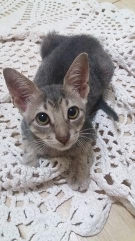 Doação de gatinho macho - Foto 2