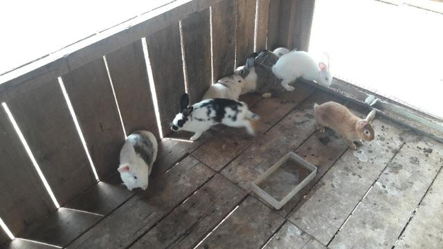 Venda de coelhos Nova Zelândia Mini Lion - Foto 3