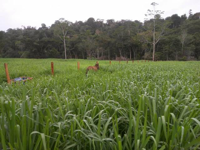 Fazenda em camamu R$ 1.500.00 a tarefa a mais barata do Brasil - Foto 10
