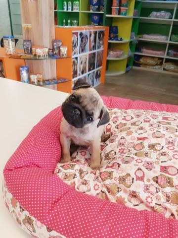 Olha essa fofura de Pug na babyspet!!