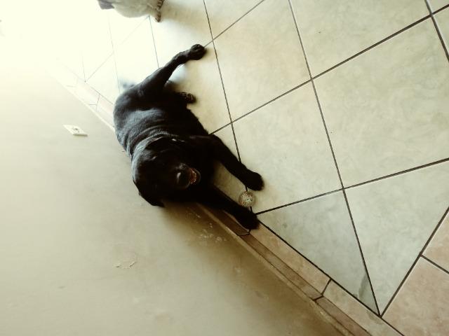 Doaçao labradora - Foto 2