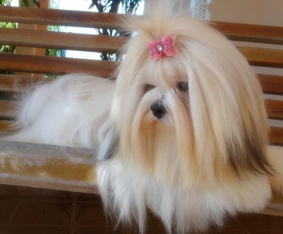 Filhote de Lhasa Apso, macho, com excelente linhagem - Foto 5