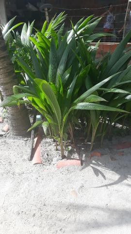 Mudas de Coqueiro Baié - Foto 2