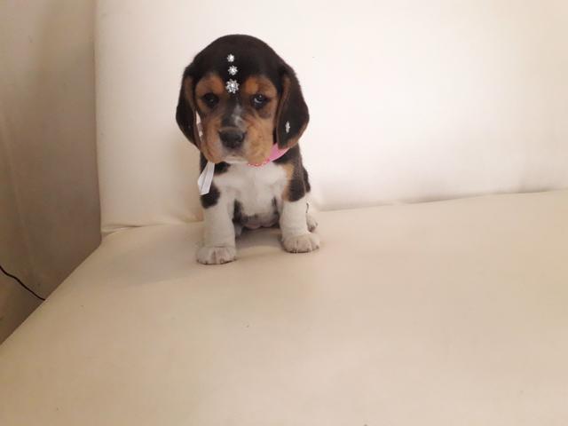 Beagle - Foto 4