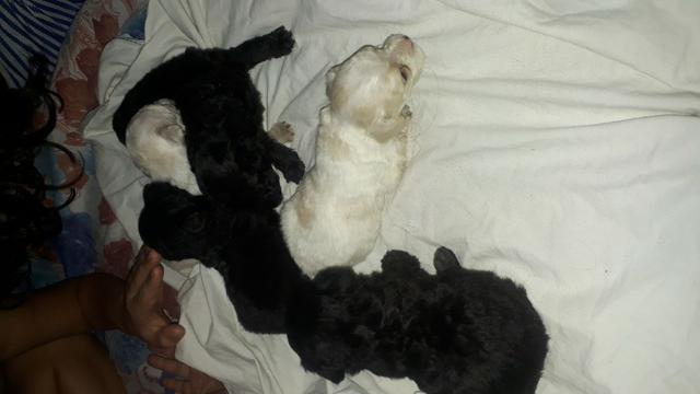 Cachorro