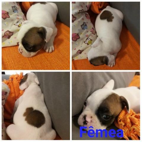 Bulldog Francês