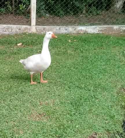 Ganso Macho - Foto 2