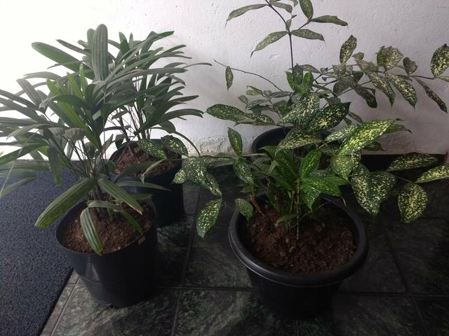 Plantas : Jabuticabeira, Palmeira Laca vermelha, Babosa, Dracena e Palmeira Phafia - Foto 3