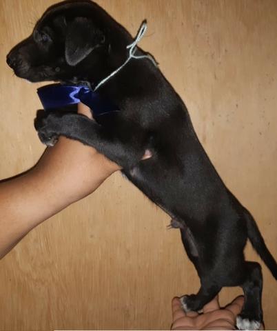 Labrador x dog brasileiro so 100 cada.chama no whats whats 9- * entregamos - Foto 5
