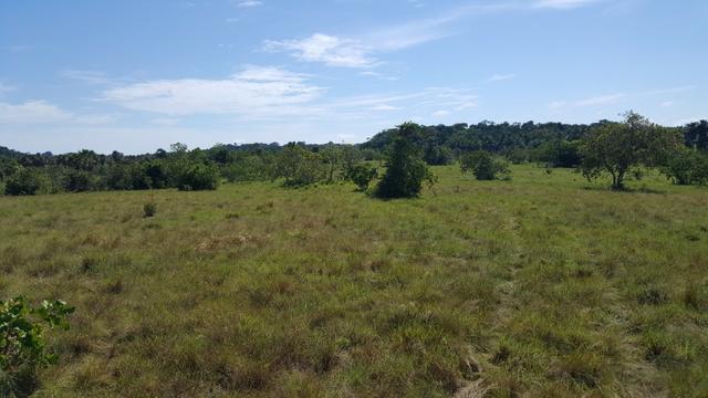Fazenda de 1500 hectares Alto Alegre No paredão, ler descrição do anuncio - Foto 14