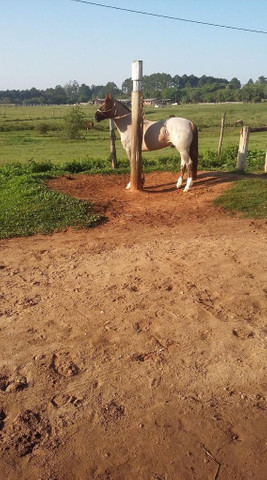Cavalo Rosilho Gateado - Foto 2