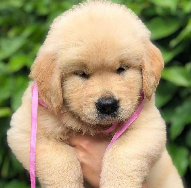 Filhote golden retriever olx Clearance
