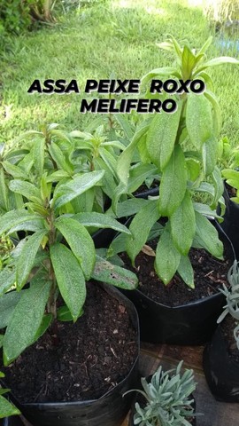 MUDAS DE ASSA PEIXE MELIFERO  - Foto 3